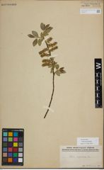Foto von Salix myrsinifolia Salisb.